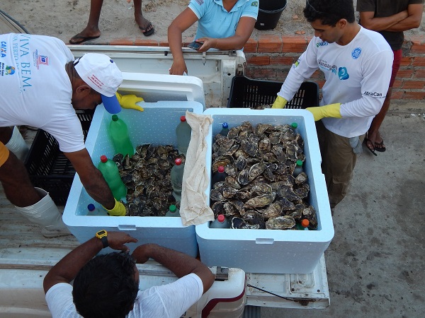 foto-2-aged-cultivo-e-transporte-de-ostras-de-humberto-de-campos-passam-por-inspecao-inedita-no-maranhao
