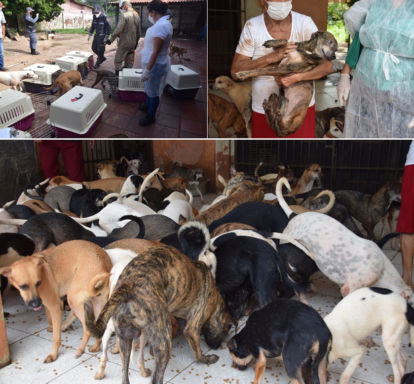 Ação resulta na retirada de cães da residência de idosa no Cohaserma